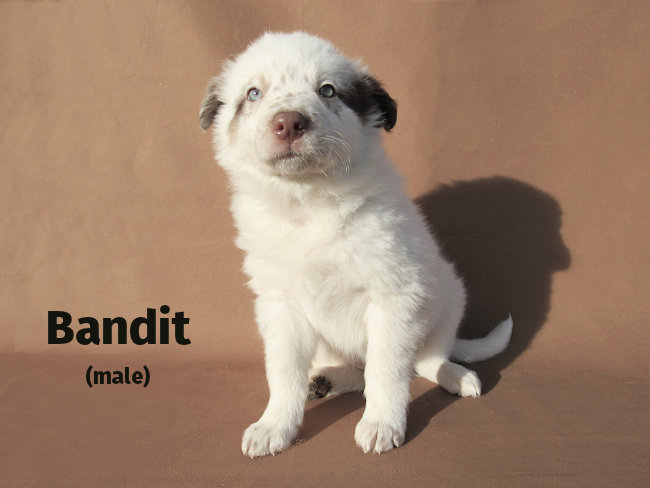 Bandit - Male-SOLD 3/4 Border Collie & 1/4 Blue Heeler