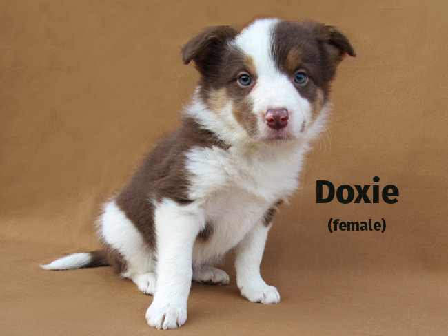 Doxie - Female-SOLD 2022 3/4 Border Collie x 1/4 Blue Heeler