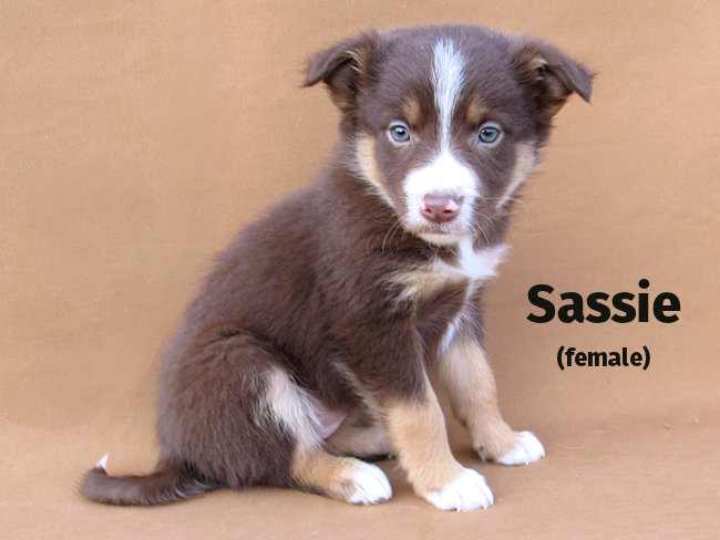 Sassie - Female-SOLD 2022 3/4 Border Collie x 1/4 Blue Heeler