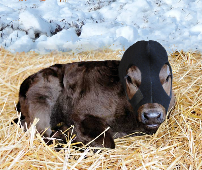 Save Me Ears Newborn Calf Hood