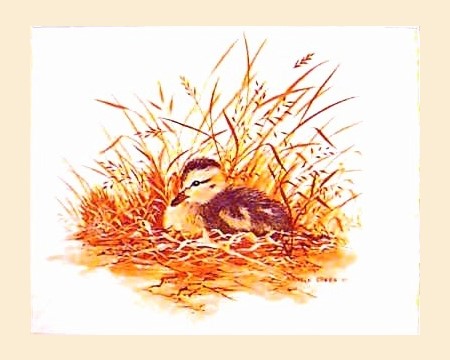 (image for) Hand signed Maureen O'Brian Print Duckling